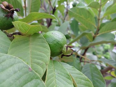 2023 En iyi ortak guava fotoğrafı Bangladeş 