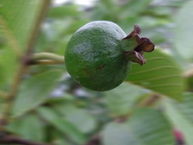 2023 En iyi ortak guava fotoğrafı Bangladeş 