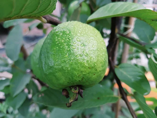 Best Common Guava Photo 2023 — Stock Photo, Image