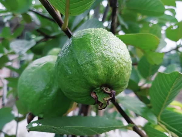 Bestes Foto Der Gemeinen Guave 2023 — Stockfoto