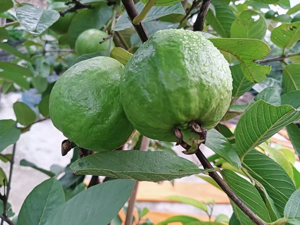Nejlepší Common Guava Foto 2023 — Stock fotografie