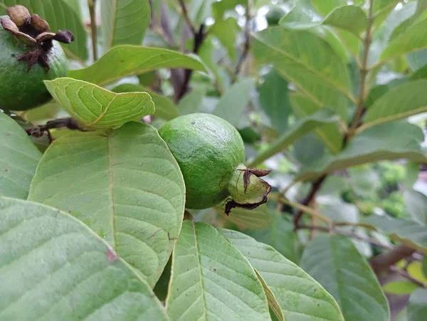 2023 Nejlepší Common Guava Fotografie Bangladéš — Stock fotografie