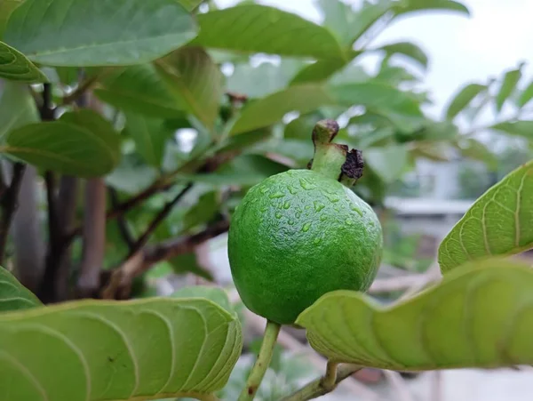 2023 Nejlepší Common Guava Fotografie Bangladéš — Stock fotografie