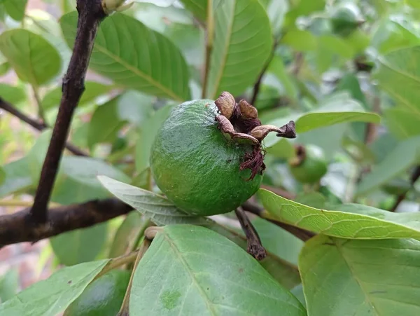 2023 Bestes Guaven Foto Bangladesch — Stockfoto