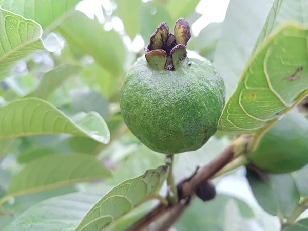 2023 Nejlepší Common Guava Fotografie Bangladéš — Stock fotografie