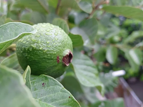 2023 Legjobb Közös Guava Fotó Banglades — Stock Fotó