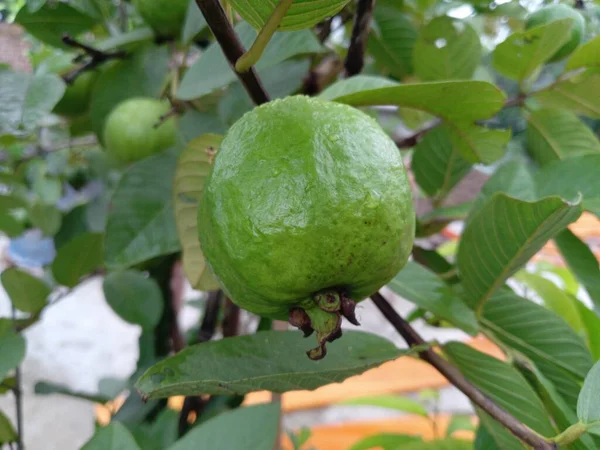 2023 Bestes Guaven Foto Bangladesch — Stockfoto