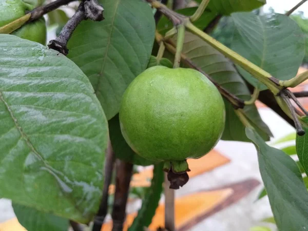 2023 Legjobb Közös Guava Fotó Banglades — Stock Fotó