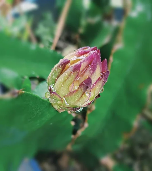 Weiße Drachenblume Foto 2023 — Stockfoto