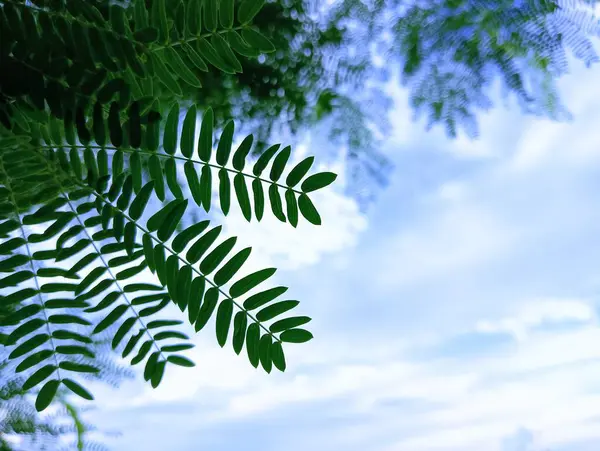 Tamarind Stok Fotoğrafı, 2023