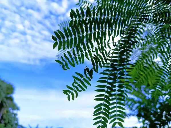 Tamarind Stok Fotoğrafı, 2023