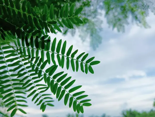 Tamarind Stok Fotoğrafı, 2023