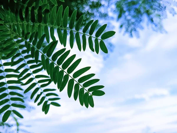 Tamarind Stok Fotoğrafı, 2023