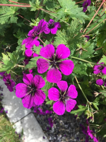 stock image Close-up view of some Irish garden flowers