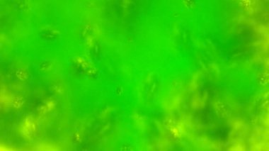 yeşil bokeh soyut arkaplan