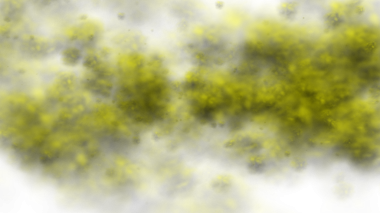 Siyah arkaplanı olan sarı yapraklı bir ağaç.