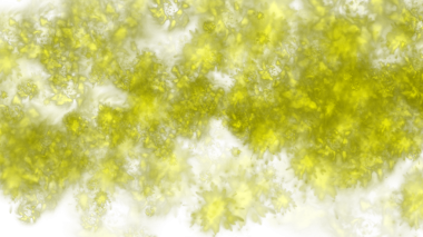 Sarı ve siyah bir zemin ve bir sürü sarı