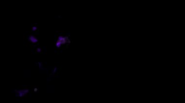 fantezi kaotik renkli fraktal desen. Soyut fraktal şekiller. 3d resimleme arkaplanı veya duvar kağıdı oluşturuluyor.