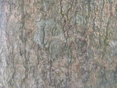 ağaç kabuğu dokusu, arkaplan