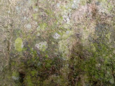 Eski ahşap doku. doğal arkaplan.