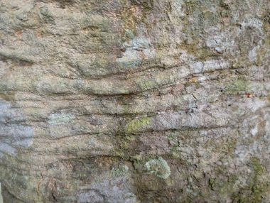 Doğal desenli eski ahşap arka plan