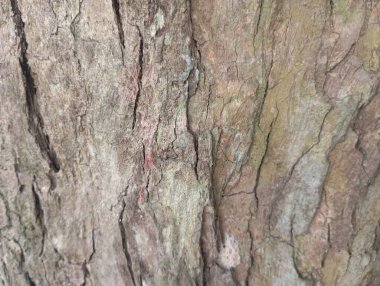 Ağaç kabuğu dokusu, ahşap