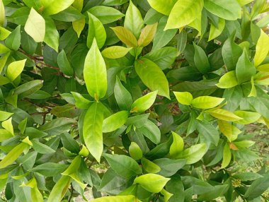 Bahçede yeşil yapraklar