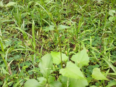 Bahçede yeşil yapraklar