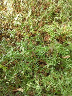 yeşil çimen dokusu arkaplanı