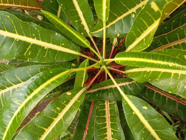 Tropikal yaprak dokusu, yeşil arkaplan