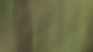 Bulanık ışık izleri arka plan