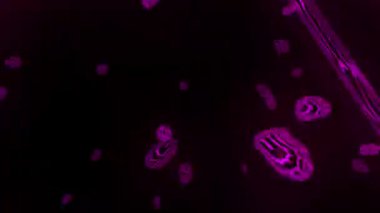 Bu canlı soyut video parlak yeşil bir zemin üzerinde altın / kehribar çizgileri yayıyor