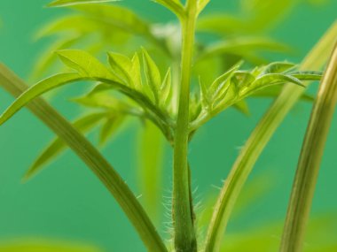 Bitki sapında yeni bir yaprak olan vahşi kozmosun makro çekimi.