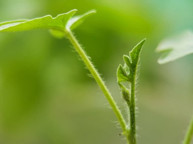 Karpuz filizinin makro filizleri