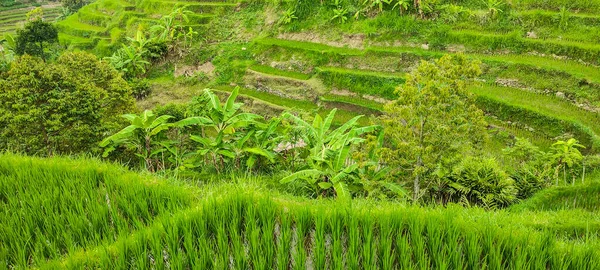 Zelená Krajina Terasy Rýžových Polí Indonésii — Stock fotografie