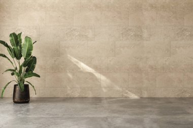 Modern parlak minimalist iç mimari duvar oturma odası, bitki, beton zemin. 3d canlandırma çizimi maketi.