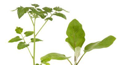 Bereketli yeşil ağacın yumuşak tepesinde, yemek pişirmek için kullanılabilecek çok sayıda yaprak ve dallar vardır. Ön görüntüden çekilen, açıkça görünen detaylar izole edilmiş beyaz arkaplan