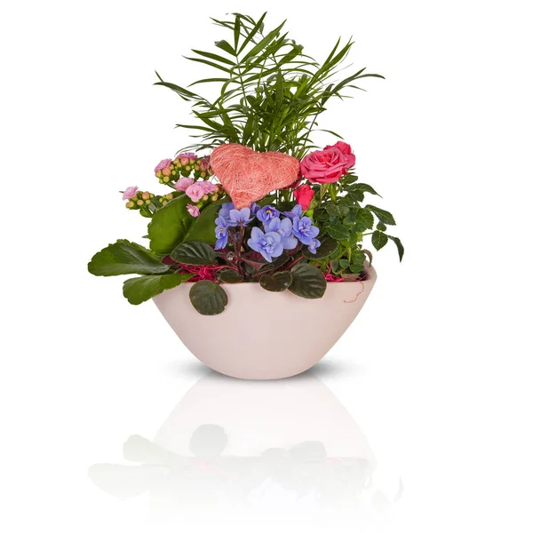 Красиві Літні Квіти Горщику Ізольовані Відсічним Контуром — стокове фото