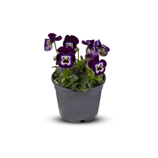 stock image Pansies Viola Bouquet Flower Indoor plants in pots cut out isolated white background with clipping path