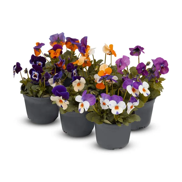 Pansies Viola Buket Kapalı Salon bitkileri kesme yolu ile izole beyaz arkaplan