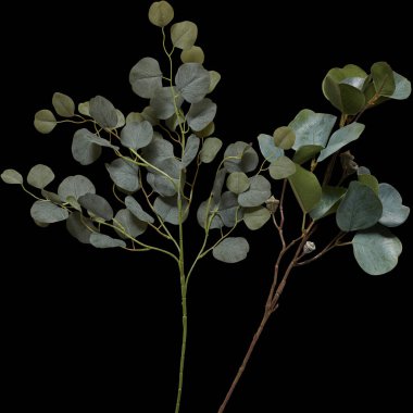 Dalları olan çiçek kırpma yolu ile izole edilmiş siyah arkaplanı keser