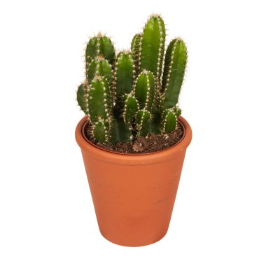 Tenceredeki kaktüs kesme yolu ile izole edilmiş beyaz arkaplan