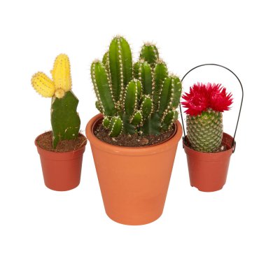 Tenceredeki kaktüs kesme yolu ile izole edilmiş beyaz arkaplan