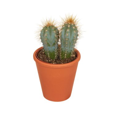 Tenceredeki kaktüs kesme yolu ile izole edilmiş beyaz arkaplan