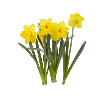 Taze çiçekler kırpma yolu ile izole edilmiş beyaz arkaplan kesilir