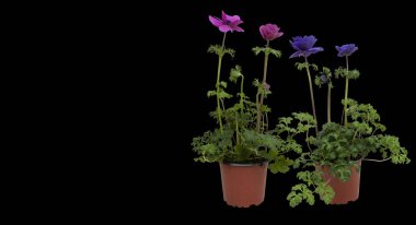 Arka planda izole bir tencerede güzel yaz çiçekleri 