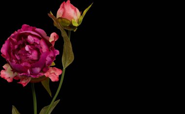 Arka planda izole bir tencerede güzel yaz çiçekleri 