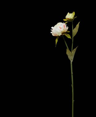 Arka planda izole bir tencerede güzel yaz çiçekleri 