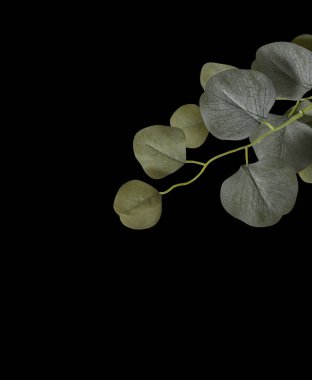 Arka planda izole bir tencerede güzel yaz çiçekleri 