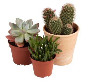 Tenceredeki kaktüs kesme yolu ile izole edilmiş beyaz arkaplan